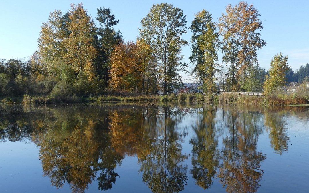 Discover the Enchanting Oasis of Juanita Bay Park in Kirkland