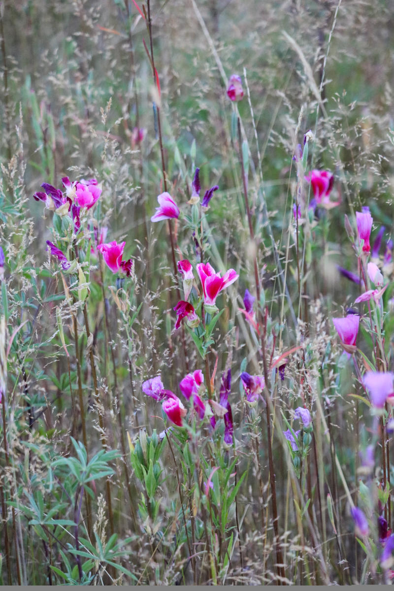 Discovering the natural jewel of Kirkland, WA: The serene Juanita Wetland.