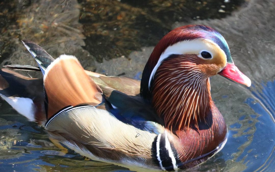 A Splash of Color: The Mandarin Duck’s Arrival in Kirkland Sparks Joy