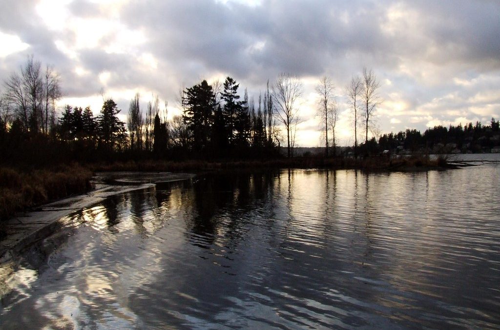 Bumbling Towards Conservation: Jim Maurer’s Efforts in Juanita Bay