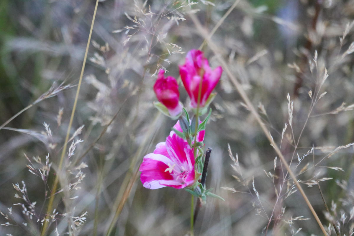 Wildflowers in Juanita Bay, supporting a thriving ecosystem for bumble bees and other pollinators.