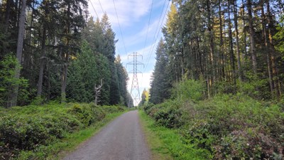 Exploring Bridle Trails State Park in Kirkland, WA: A Fall Adventure